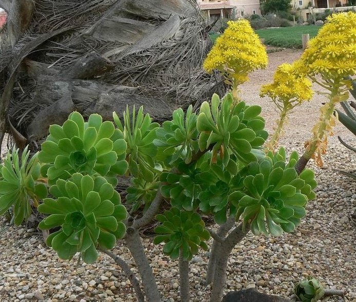 Aeonium arboreum JLcoll.053